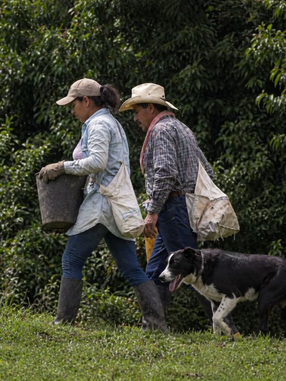 Dos recolectores equipados para la cosecha de café caminan con un perro que los sigue